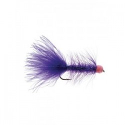 egg sucking leech purple