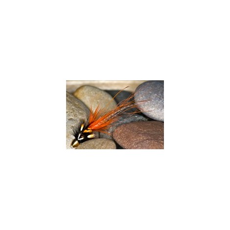 Pot BellyPig Or BlCH